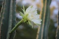 High-desert mountains in the north to subtropical desert lowlands in the south, Arizona presents a variety of discrete desert. Royalty Free Stock Photo