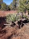 High desert vegetation variety Royalty Free Stock Photo