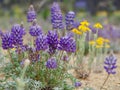 High desert wild flowers