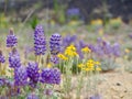 High desert wild flowers