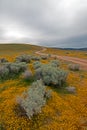High Desert Wildflowers Under Overcast Skies between Lancaster and Palmdale California Royalty Free Stock Photo