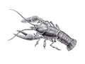 High Detail Crawfish Engraving