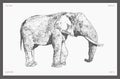 High detail drawn vector elephant drawing sketch Royalty Free Stock Photo