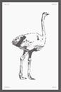 High detail hand drawn vector illustration of ostrich Royalty Free Stock Photo