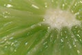 Macro of a high detail lemon slice