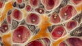 High Detail Image of Osteocytes Embedded in Bone Matrix Structure