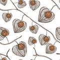 High detail physalis vector seamless pattern. Plant with orange berries.