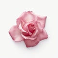 High Detail Rose Petal On White Background In 16k Ultra Hd