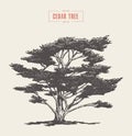 High detail vintage cedar tree drawn, vector