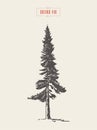 High detail vintage grand fir tree, drawn, vector