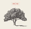 High detail vintage apple tree vector drawn