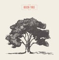 High detail vintage illustration beech tree vector Royalty Free Stock Photo