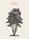 High detail vintage hazel tree, hand drawn, vector