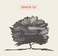 Vintage hornbeam tree hand drawn vector sketch