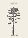 Vintage scotch pine hand drawn vector detail