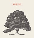 High detail vintage walnut tree hand drawn, vector