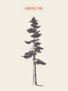 High detail vintage lodgepole pine, drawn, vector