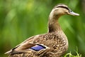 High detailed close-up portrait of female mallard duck - anas Royalty Free Stock Photo