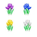 High detailed illustration of crocuses flowers in different colors