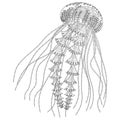 High detailed jellyfish for coloring