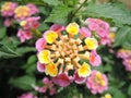 High detailed pink and yellow Lanthanum flower macro