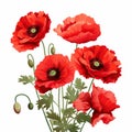 High Detailed Red Poppies Drawing Free Vector Clipart Royalty Free Stock Photo