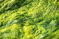 High detailed texture of ulva alga Royalty Free Stock Photo