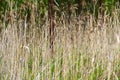 High dry grass in autumn general plan color