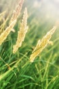 High dry grass Royalty Free Stock Photo