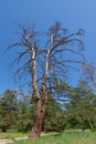 High dry tree in the forest Royalty Free Stock Photo
