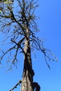 High and dry tree in the middle of forest with blue sky Royalty Free Stock Photo