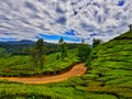 High Dynamic range landscape of munnar tea gardens kerala