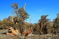 Bristlecone Pines in the White Mountains of California, USA Royalty Free Stock Photo