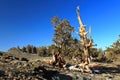 White Mountains with Ancient Bristlecone Pines, California Royalty Free Stock Photo