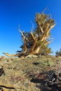 Gnarly Bristlecone Pine in the White Mountains, California, USA Royalty Free Stock Photo