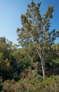 High eucalyptus in the Botanical garden near village of Latchi on Akamas Peninsula. Cyprus