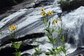 Yellow flowers near waterfall Royalty Free Stock Photo