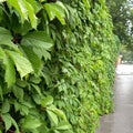 High fence of dense green foliage along the road