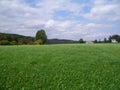 High Field with Dandelions