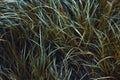 The high field grass of several green shades was tilted by the wind Royalty Free Stock Photo