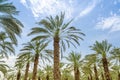 High figs date palm trees in Middle East orchard Royalty Free Stock Photo