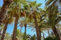 High figs date palm trees in Middle East orchard oasis middle of