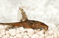 High fin whiptail catfish Rineloricaria lanceolata aquarium fish