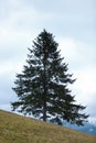 High fir tree on hill under sky Royalty Free Stock Photo