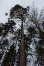 High fir trees in the middle of the forest