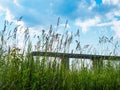 High flowering grass stretches into the sky, a summer day