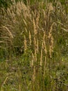 High flowering wild grass - poaceae Royalty Free Stock Photo