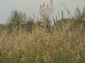 High flowering wild grass - poaceae. Royalty Free Stock Photo