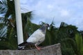 The high flyer pigeon bird natural photo Royalty Free Stock Photo