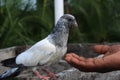 The high flyer pigeon bird natural photo Royalty Free Stock Photo